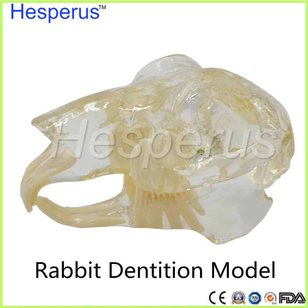 High Quality Rabbit Dentition Model teeth skull jam teaching model Transparent anatomical model of Veterinary Medicine