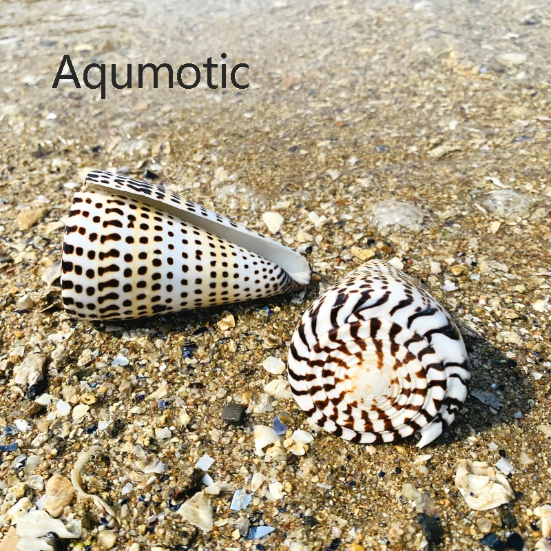 Aqumotic как кукурузная раковина желтый большой раковины натуральный винт 1 шт. Рыба Аквариум Декор для ванной комнаты Забавный фэн-шуй счастливый инструмент золотой