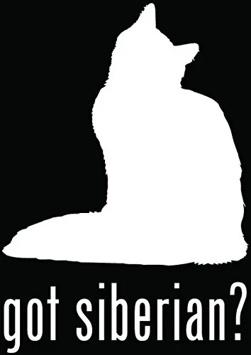 Получил Сибирский Кот мотоциклы светоотражающий гитарный Силуэт Высокое