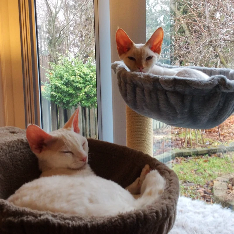 

[MPK Store] Cat Nest, Cat Bed, Cat Tree Hammock, Basketball Net Cat Sleeper, 3 Colors Available