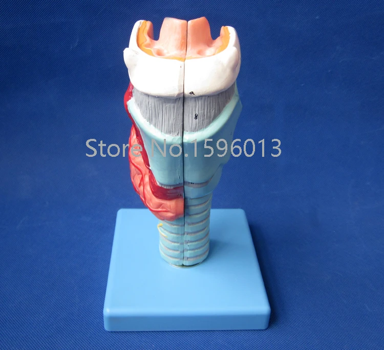 Модель человеческого ларинкса усовершенствованная модель анатомического