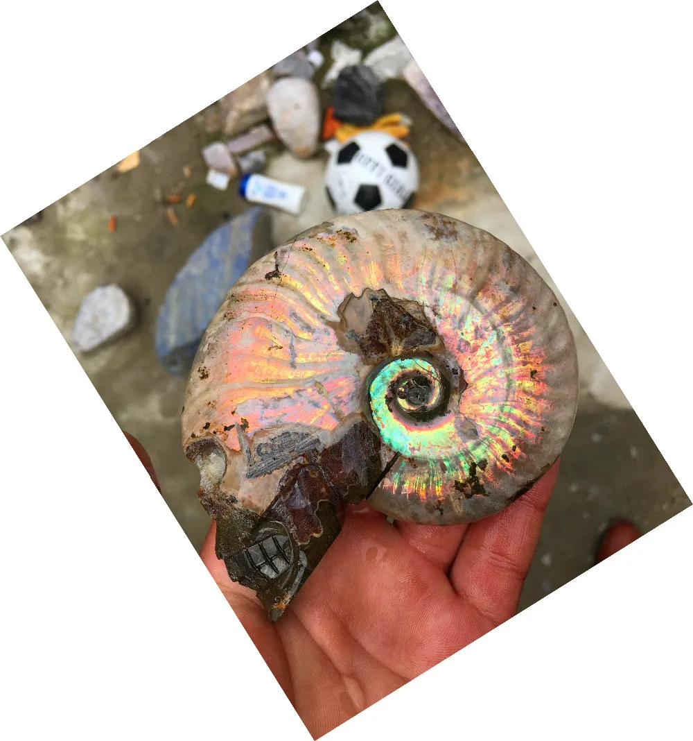 132 г-150 г черепной раковины природного минерального на территории страны. Прямая