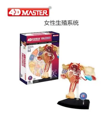 4D female reproductive system anatomy model, new 3d reproductive system model. the 4d male reproductive system anatomical model consists of 25 parts