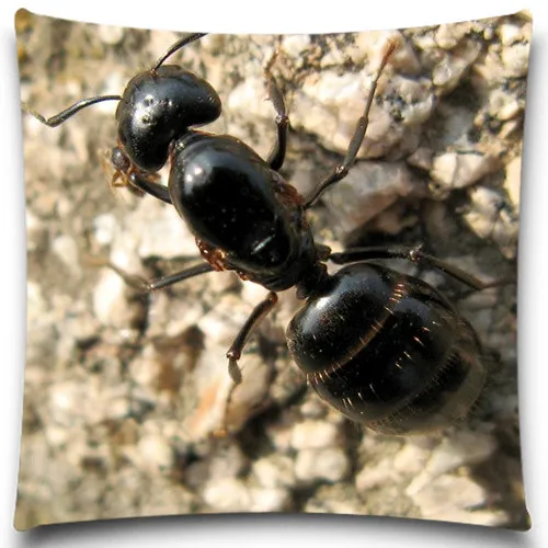 Декоративный чехол с изображением животных черного муравья пчелы |