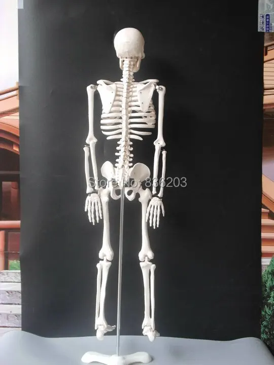 Скелет человека анатомический размер 85 см 33 5 дюйма Размер|human skeleton anatomical model|model