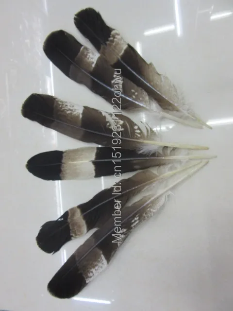 Бесплатная доставка красивые 10pcs25-35cm длинные Редкие перья фазана DIY фазан Орел |