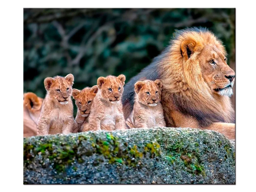 1 шт./компл. картина с животными Король Лев плакаты настенное искусство и принты