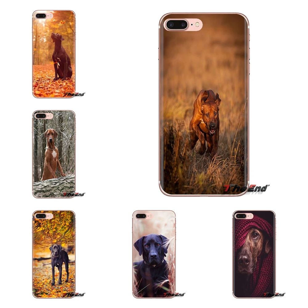 Прозрачные мягкие чехлы для iPod Touch Apple iPhone 4 4S 5 5S SE 5C 6 6S 7 8 X XR XS Plus MAX Rhodesian Ridgeback Dog |