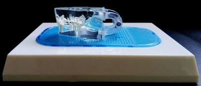 Прозрачный кот зубы кости животных ветеринарный обучающий инструмент животное