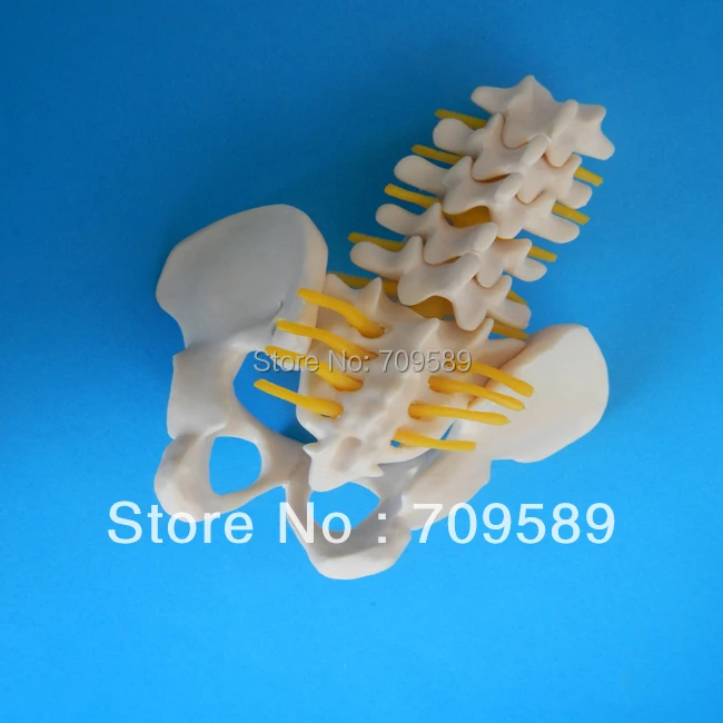 Таз среднего размера с 5 поясничными позвоночниками|pelvis|vertebral |