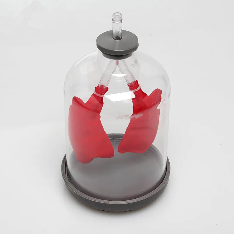 Модель дыхания легких простая вентиляция имитирует функцию Рабочая