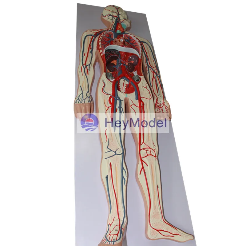 Модель человеческой системы кровообращения HeyModel|system|system model |