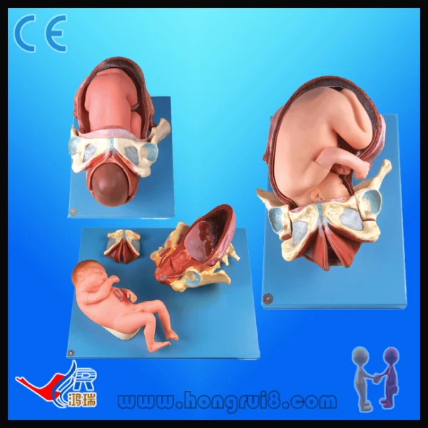 Модель демонстрации родов модель анатомии человека|human anatomy model|anatomy modelhuman |