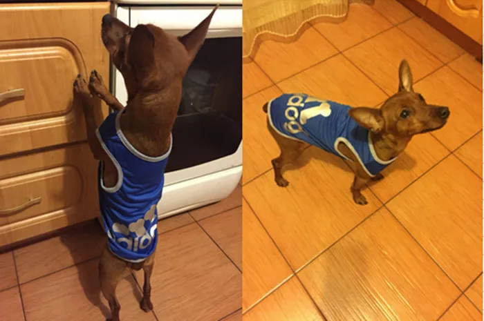 Очень милая Спортивная одежда для собак йоркширских терьеров и чихуа-Хуа костюм