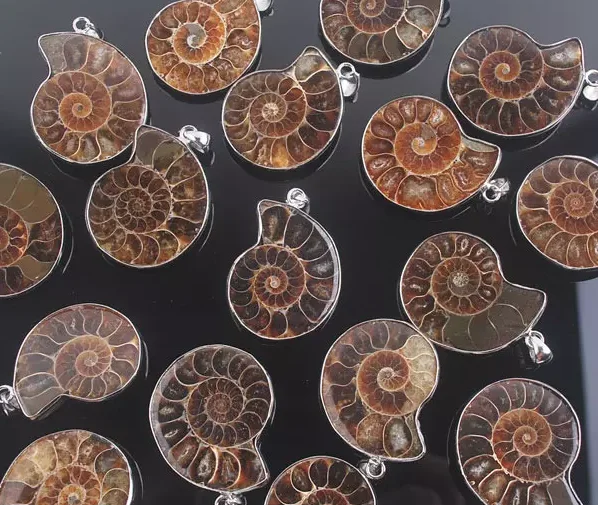 Подвеска из натурального аммонита 5 шт. 30-40 мм | Украшения и аксессуары