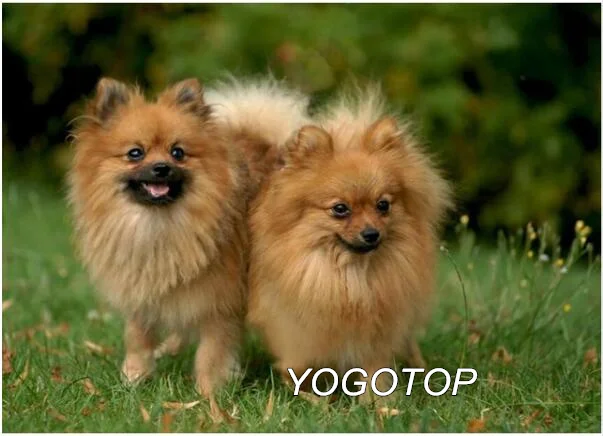 Цвет: желтый YOGOTOP diy Алмазная вышивка собака шпиц животное алмазная живопись полный квадратный/круглый мозаика Стразы Рождественский подарок YY457 - Цвет: Цвет: желтый