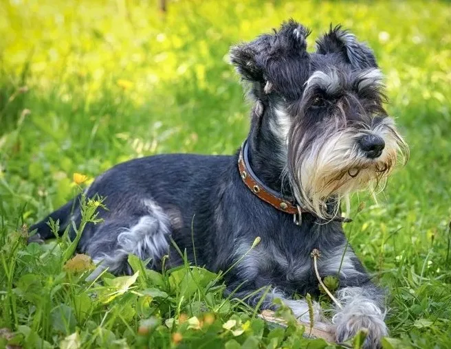 Schnauzer пазл собака фотографии на заказ алмазная живопись, полная, 3d daimond вышивка, квадратные стразы, мозаика 5d Вышивка крестиком картина