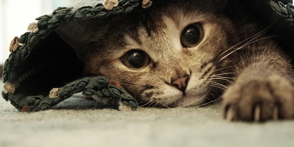 Милый Кот Kitty полотенце взрослые дети фитнес дома этикета ванная комната пляжные