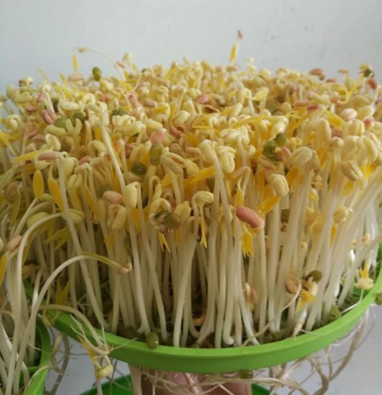 

Bean Sprout Maker Large Capacity New Update Intelligence Smart Green Bean Seeds Growing Automatic Bean Sprout Machine 220V