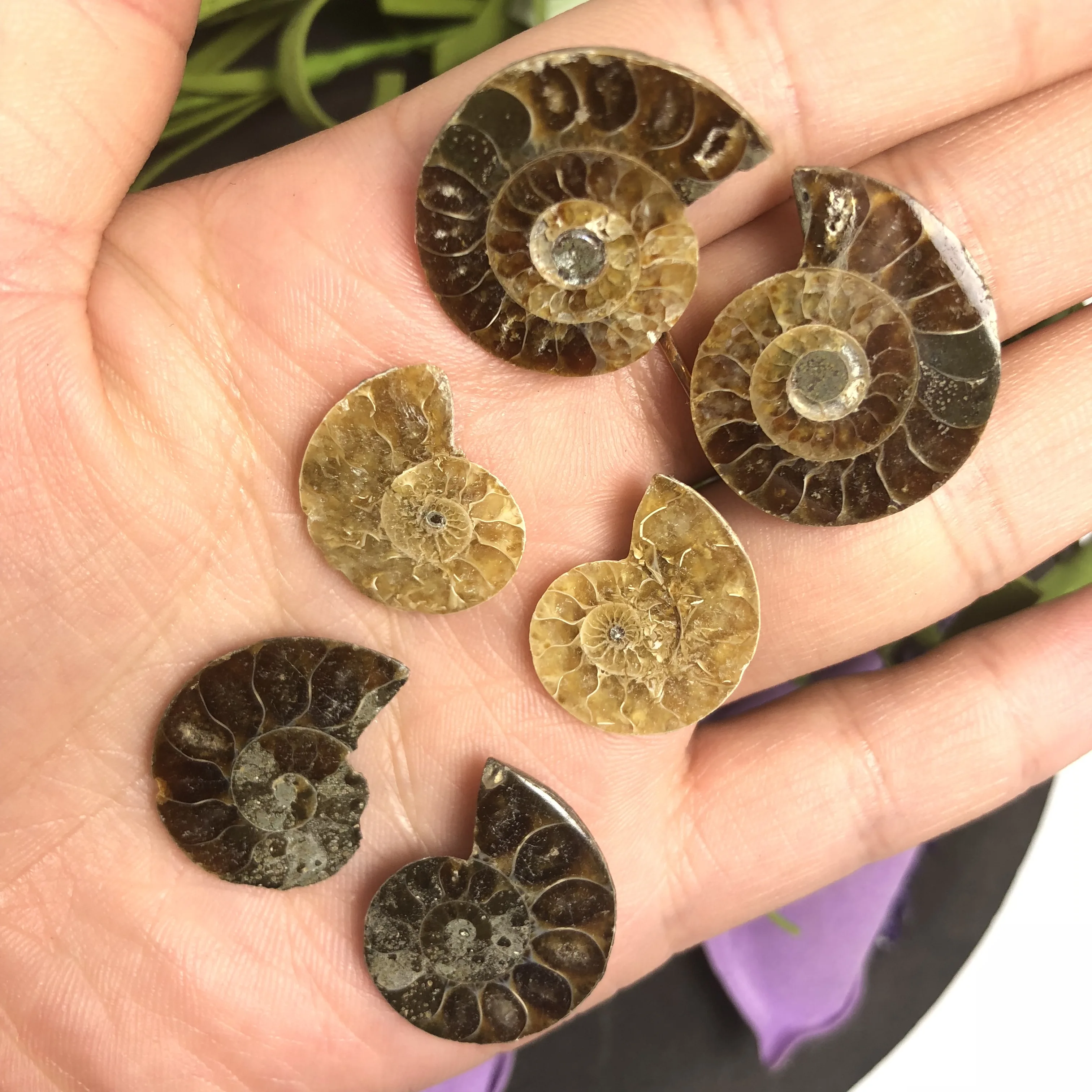 Натуральный Полированный козий гудок окаменелости аммониты Conch douvileras