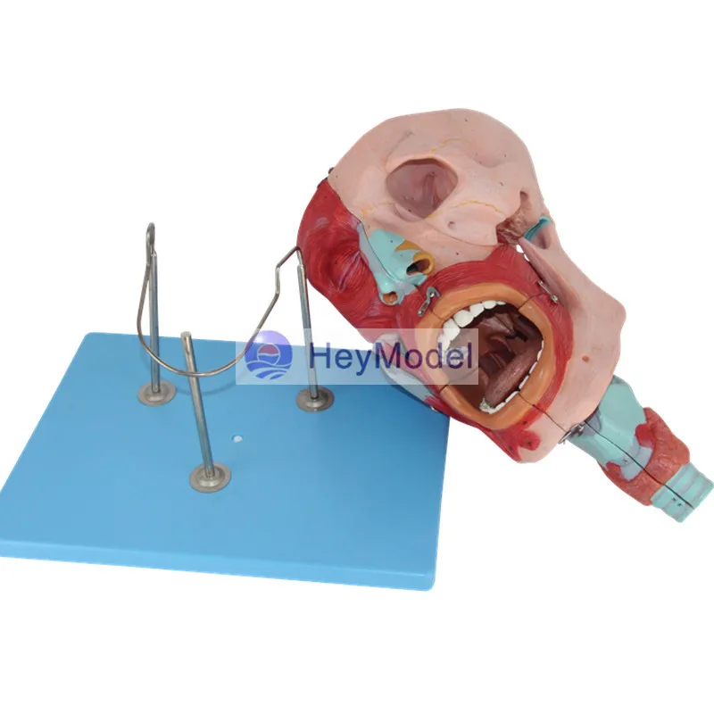 Назальная ротовая фармацевтическая ГОРЛОВАЯ модель HeyModel|anatomy model|anatomy muscleanatomy muscle