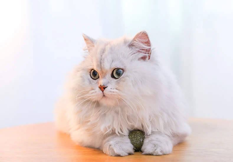 Hoopet игрушка для питомцев, кошек, шар, натуральная кошачья мята, угощение зеленым мячом, погоня за игрушками, полезный, безопасный, съедобный уход для маленьких кошек, котенок, товары