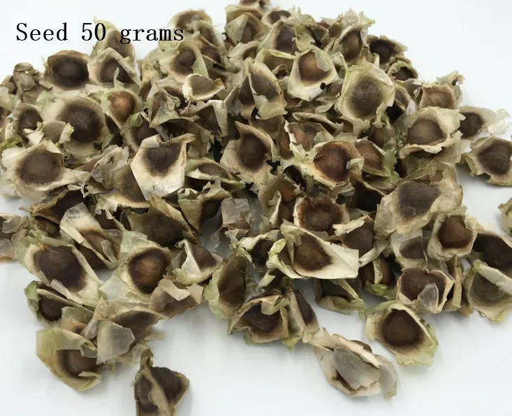 Высокое качество Моринги, Редьки Масличной семена - Цвет: 50g