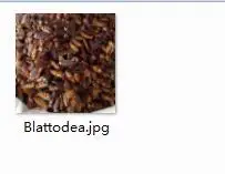 100g Blattodea 100 грамм набор Blattodea - Цвет: 100g Blattodea