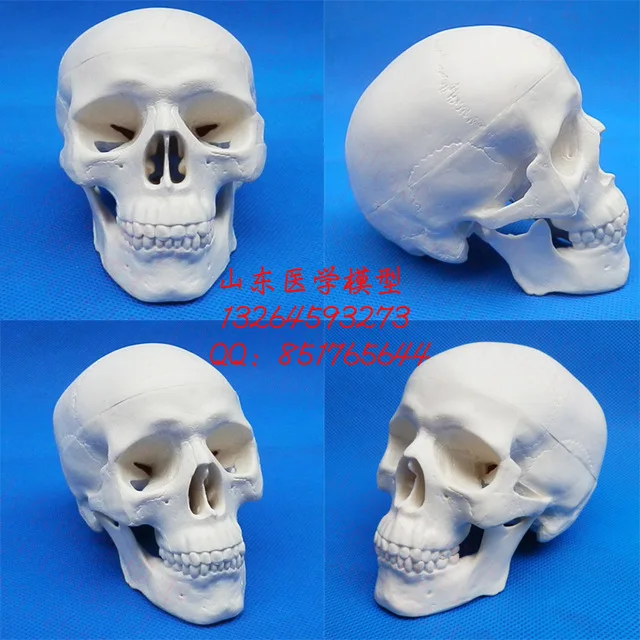 

free shipping Small size skull model human skull model