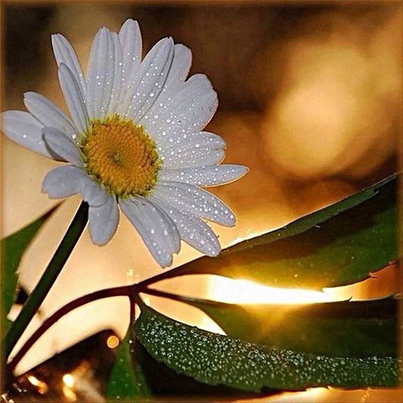 

5D DIY Diamond Painting Daisies Cross Stitch Full Round Drill Diamond Embroidery Flower Diamond Mosaic Home Decor Gift