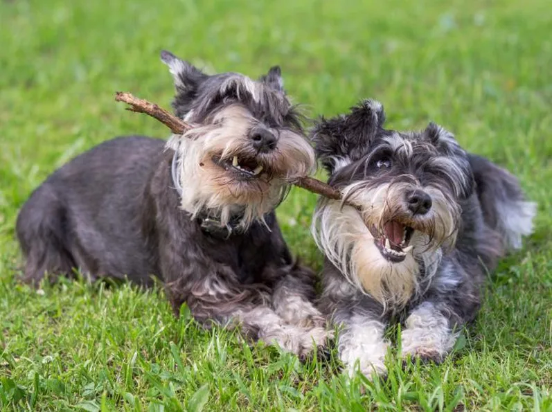 Schnauzer пазл собака фотографии на заказ алмазная живопись, полная, 3d daimond вышивка, квадратные стразы, мозаика 5d Вышивка крестиком картина
