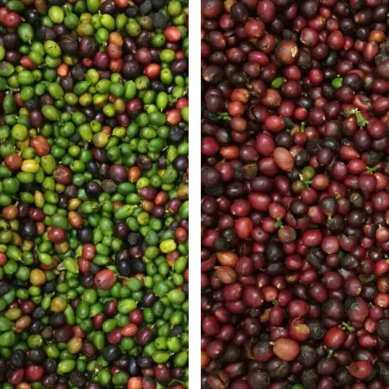 Машинка для сортировки кофе и вишни с защитой от ржавчины|Кухонные комбайны| |