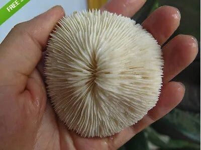 

130-180g BRAINLIKE WHITE CORAL FROM THE CHINA HAINAN