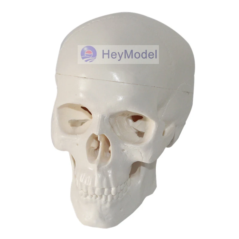 Искусственный Мини Череп HeyModel|version| |