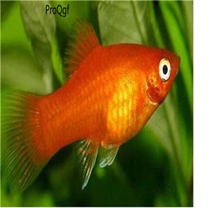 Ngryise 50 Шт Набор Aplocheilichthys Normani - Цвет: Xiphophorus maculatu