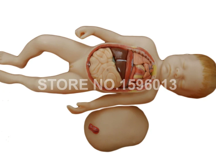 Модель анатомического плода с вискусом плацентой и пупбиловым шнуром яркая