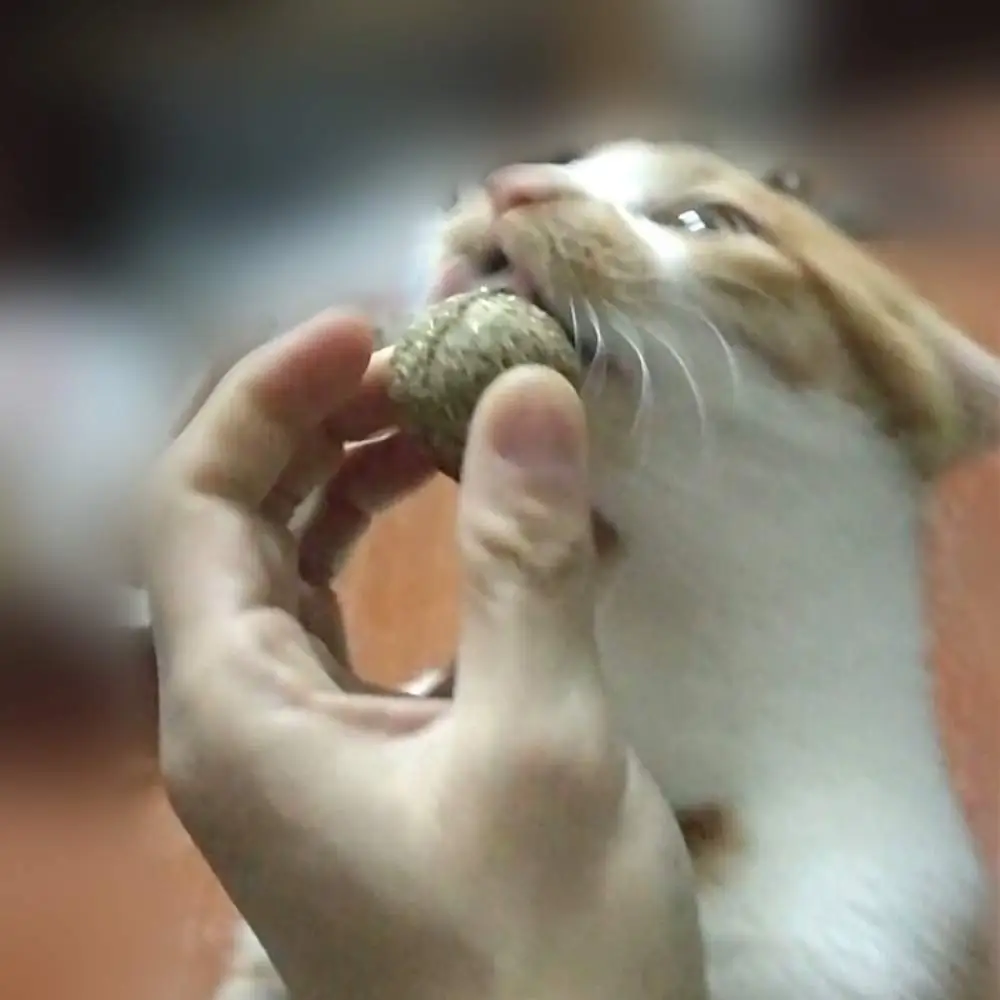 3 шт., кошачья натуральная кошачья мята, мячик, погоня за кошкой, котенок, игрушки, полезный, безопасный, съедобный, товары для домашних животных, кошек