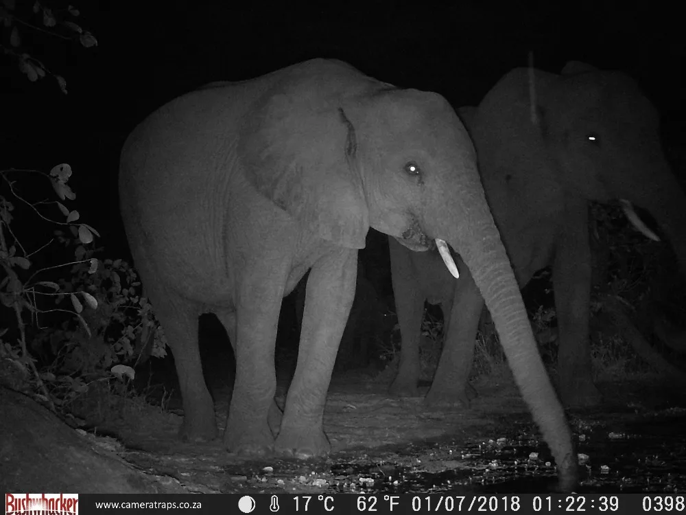 Bushwhacker большой глаз D3 диких животных инфракрасная охотничья тропа игровая камера