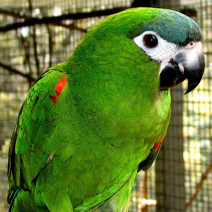Hahns Macaw Gingerain одежда с птицами parrot's hair-proof collar small Elizabeth Circle - Цвет: Hahns Macaw
