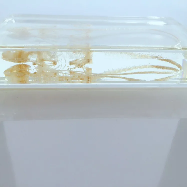 Реалистичный Скелет ящерицы встроенный образец скелета животного образцы