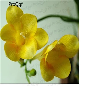 Ngryise 20 шт набор Freesia hybrida