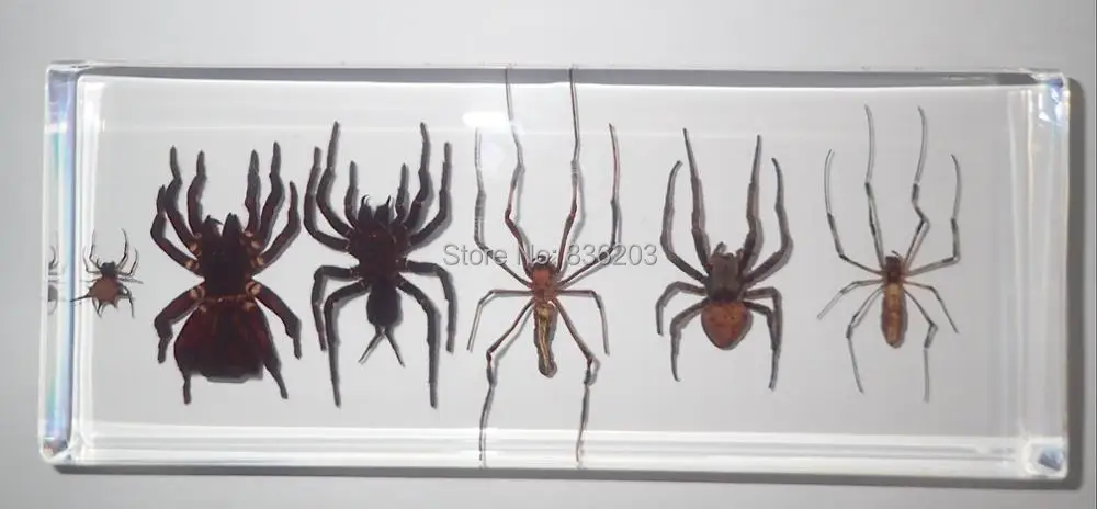 Образец 6 коллекция пауков в акриле научный скелет искусственное оружие купить