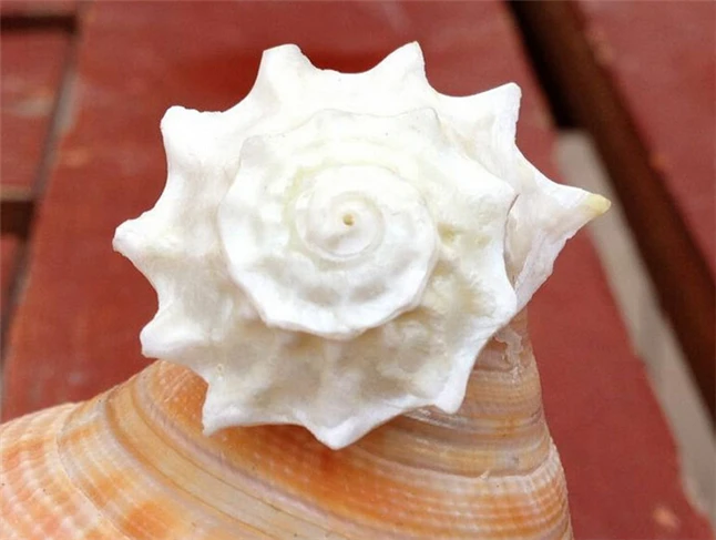 Ракушка натуральная ракушка 2-3 см 12 шт./лот | Дом и сад