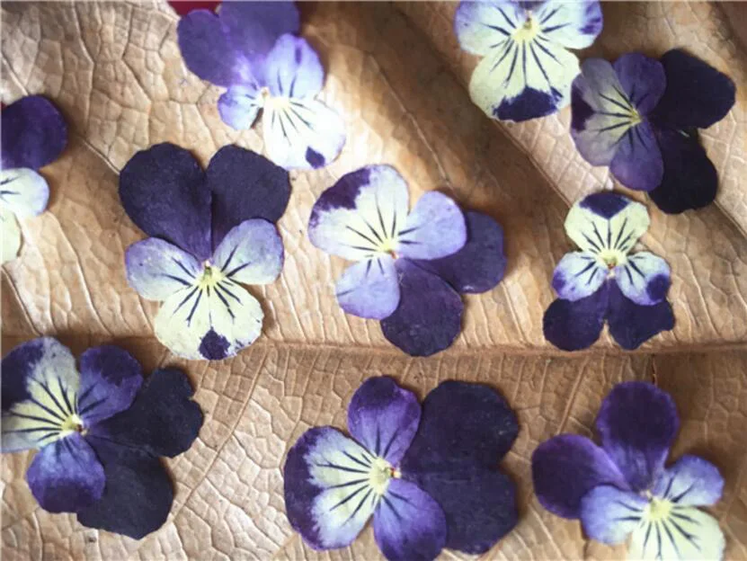 250 шт прессованный высушенный 1 5 2 см Viola триколор L. Цветочная фотография | Искусственные и сухие цветы -32982116910