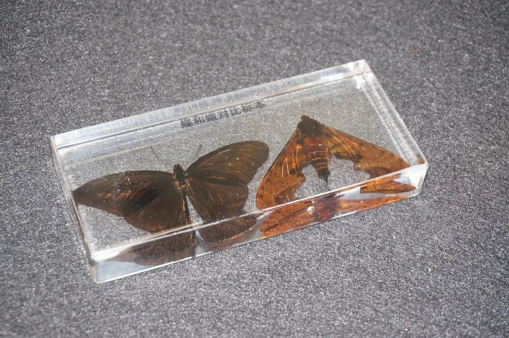 Реальные образцы бабочек и моли в прозрачном блоке Lucite учебное
