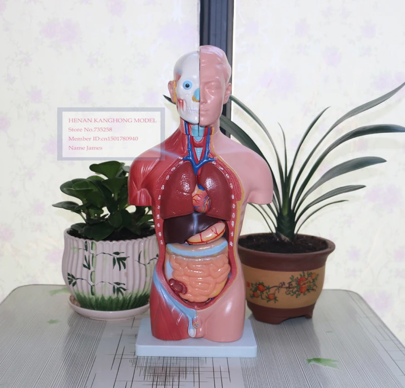 

ISO 42CM Male Torso 13 Parts,Male Organ Anatomical Model 13 Parts,Anatomy Male Torso Model