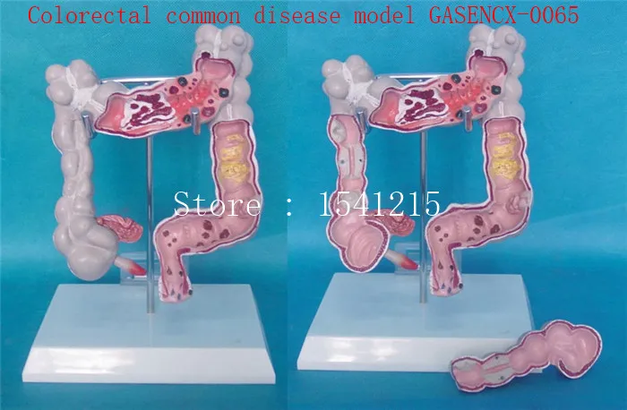 Анатомическая модель органа анатомии моделирование человека медицинская