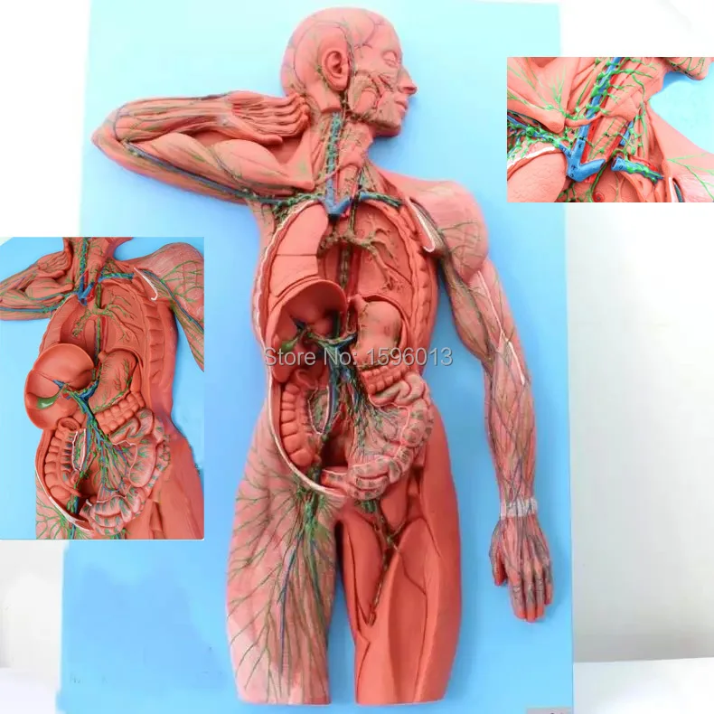 Модель человеческой лимфатической системы|system block|modelismmodel nervous system |