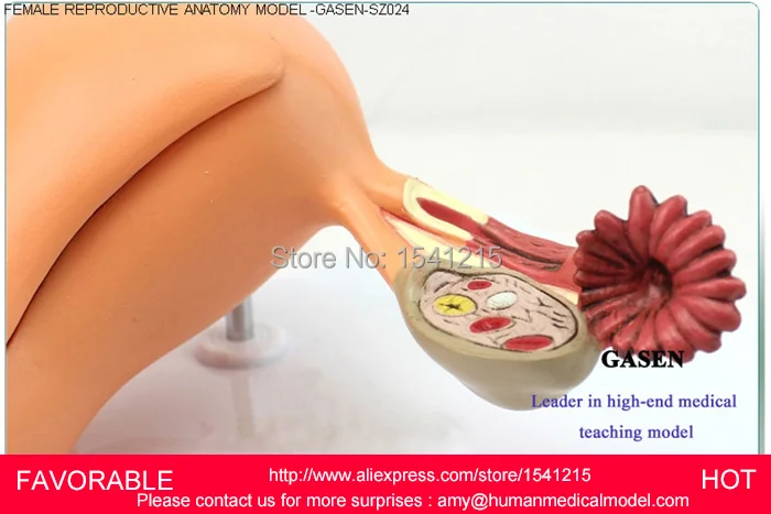 Анатомическая модель шва разрез и шов навыков промежности женские внутренние