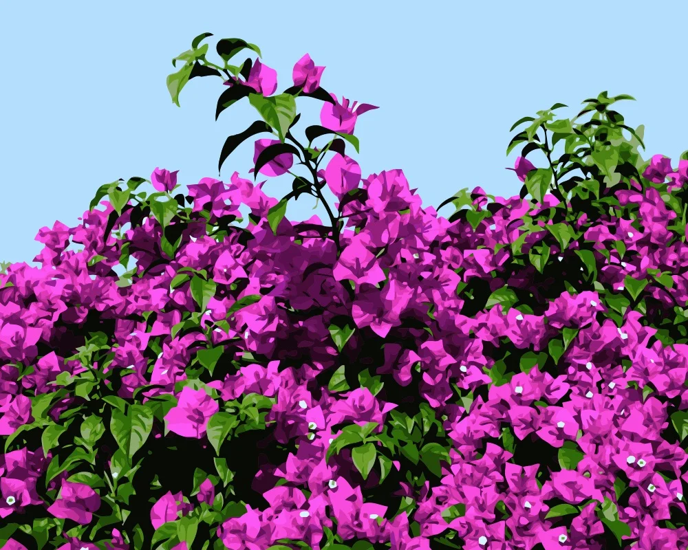 Mahuaf i703 бугенвиль Сделай сам картины по номерам цветы ручной росписью холст